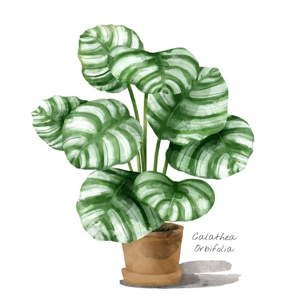 Hoja de Calathea orbifolia aislada sobre fondo blanco