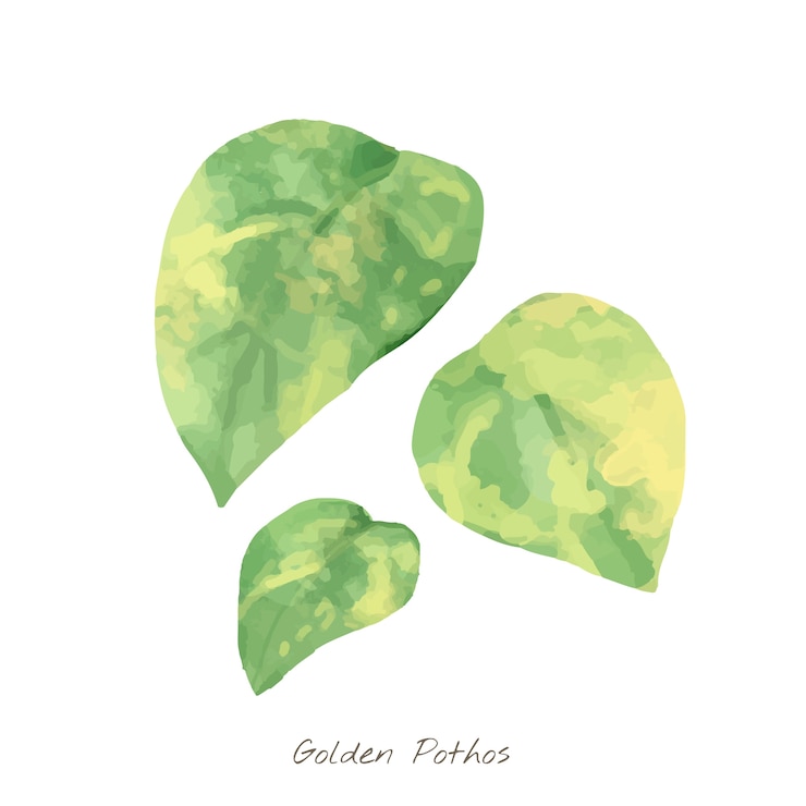 Vector gratuito hoja de oro de pothos aislada en el fondo blanco