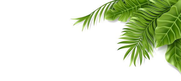 Hoja de palma tropical aislada sobre fondo blanco Planta de verano verde realista Ilustración vectorial