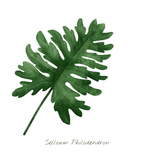 Hoja de Selloum Philodendron aislada en el fondo blanco