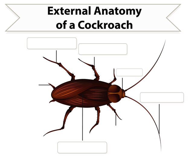 Hoja de trabajo de anatomía externa de una cucaracha