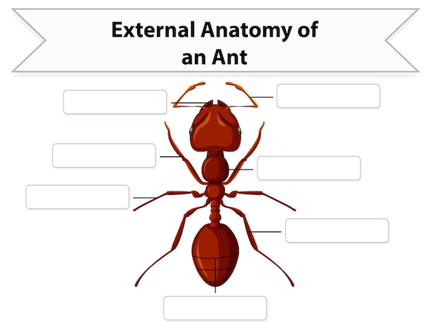 Vector gratuito hoja de trabajo de anatomía externa de una hormiga