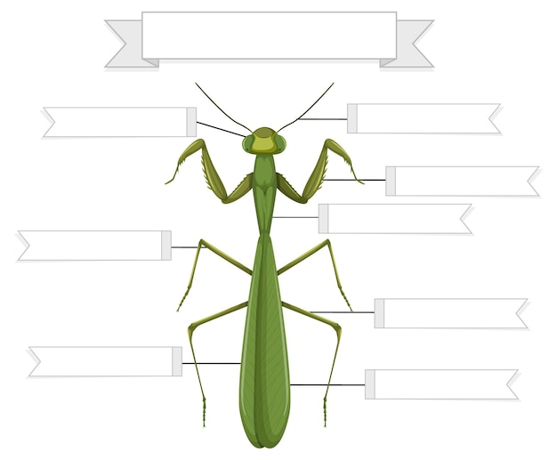 Vector gratuito hoja de trabajo de anatomía externa de una mantis