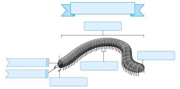 Vector gratuito hoja de trabajo de anatomía externa del milpiés