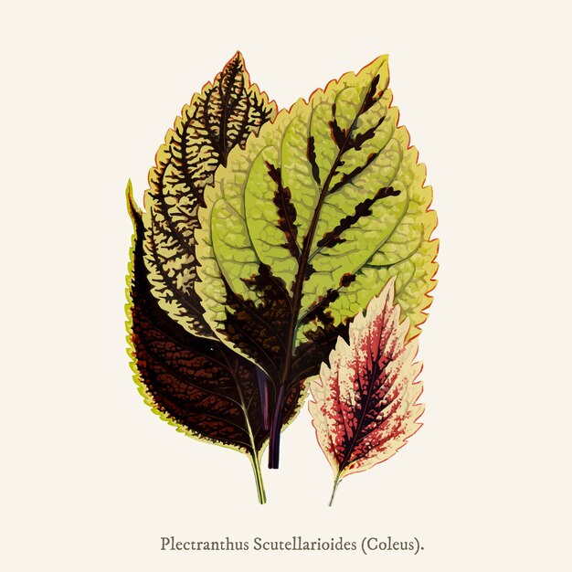 hoja