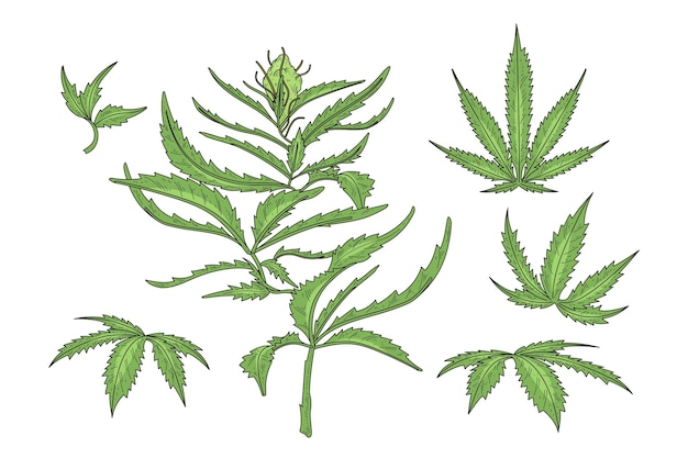 Vector gratuito hojas de cannabis botánico