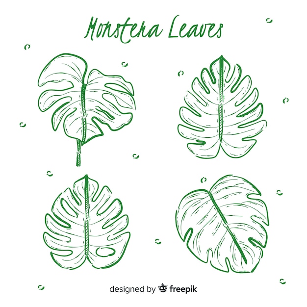 Vector gratuito hojas de monstera dibujadas a mano