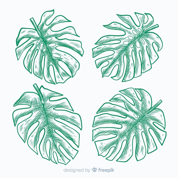 Vector gratuito hojas de monstera dibujadas a mano