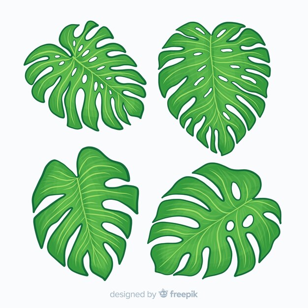 Hojas de monstera dibujadas a mano