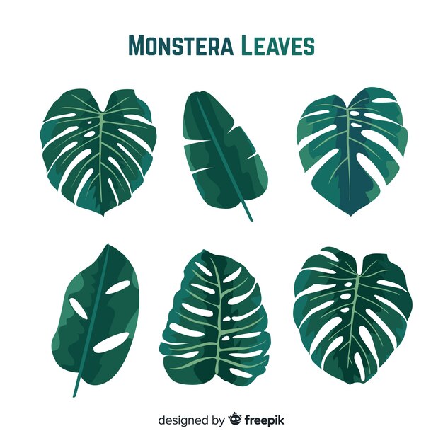 Hojas de monstera dibujadas a mano