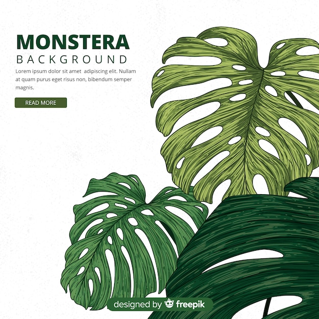 Hojas de monstera dibujado a mano