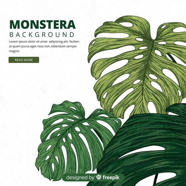 Hojas de monstera dibujado a mano