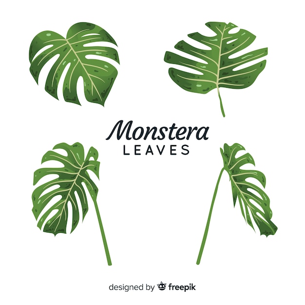 Vector gratuito hojas de monstera dibujado a mano