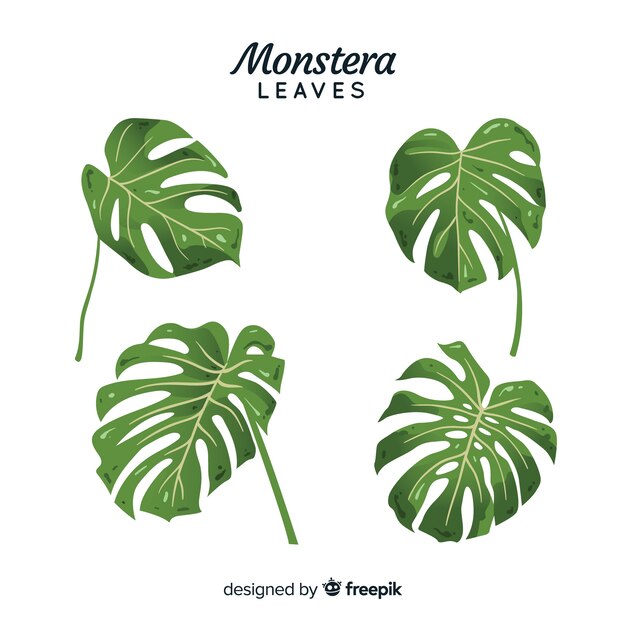 Hojas de monstera dibujado a mano