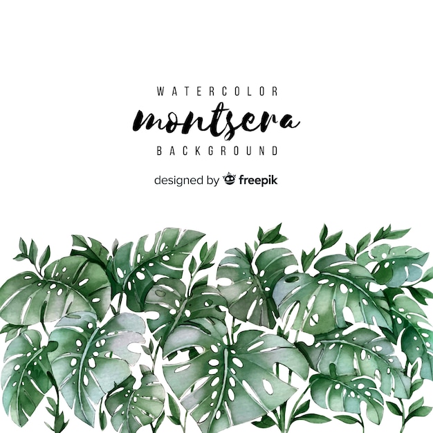 Hojas de monstera