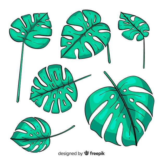 Hojas de monstera