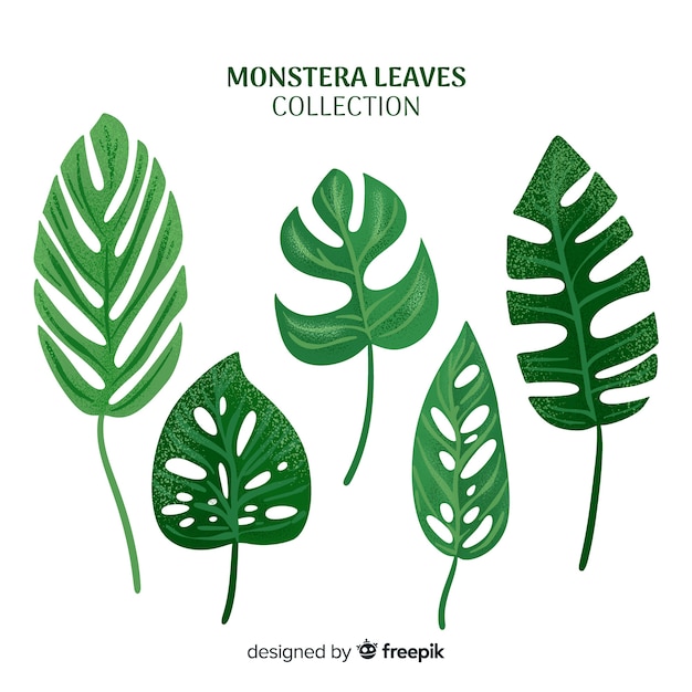 Vector gratuito hojas de monstera