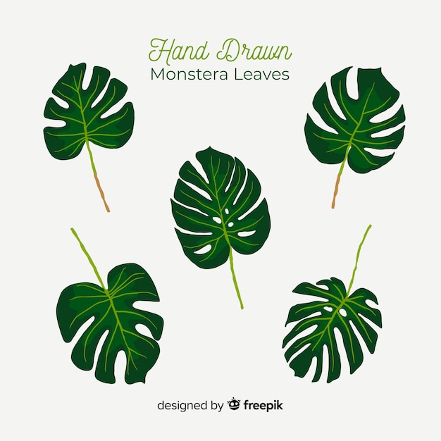 Vector gratuito hojas de monstera