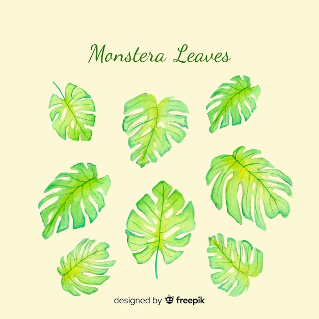 Hojas de monstera