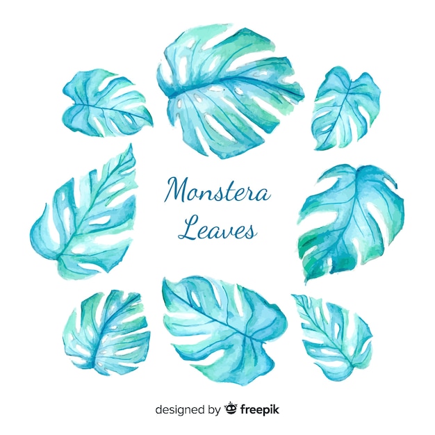 Vector gratuito hojas de monstera