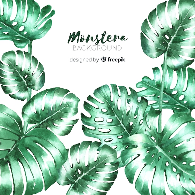 Vector gratuito hojas de monstera