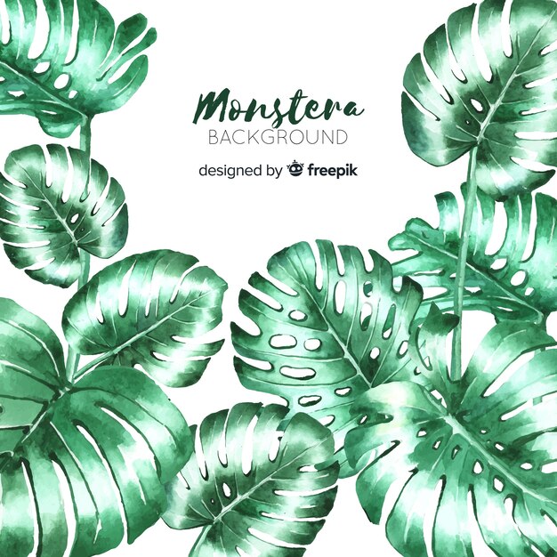Hojas de monstera