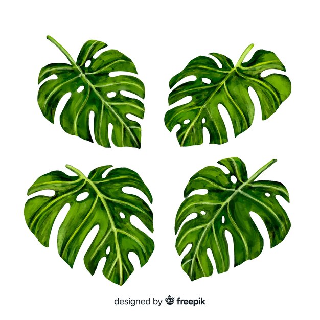 Hojas de monstera