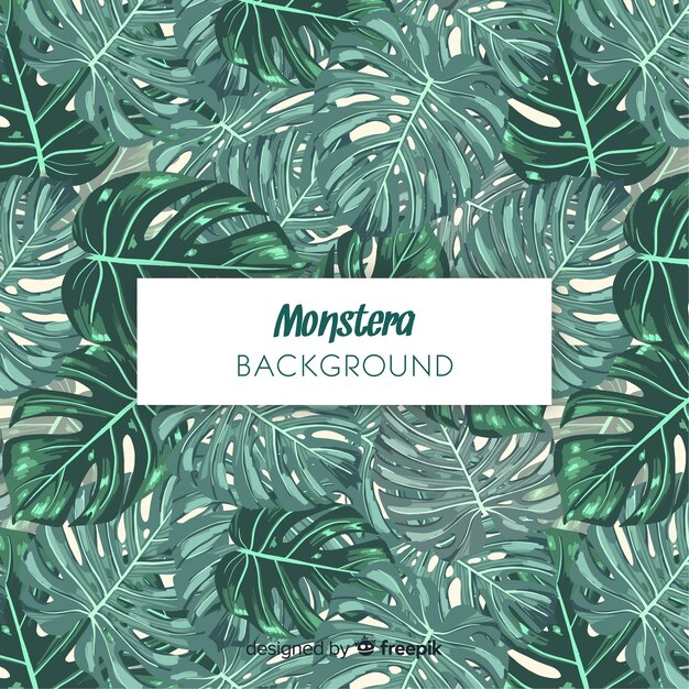 Hojas de monstera