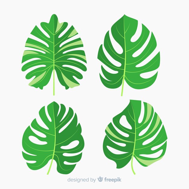 Hojas de monstera