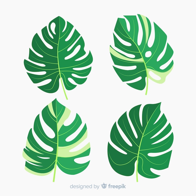 Hojas de monstera