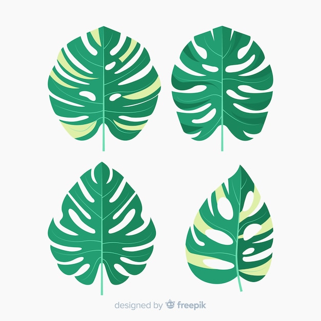 Vector gratuito hojas de monstera