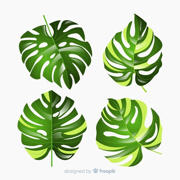 Hojas de monstera