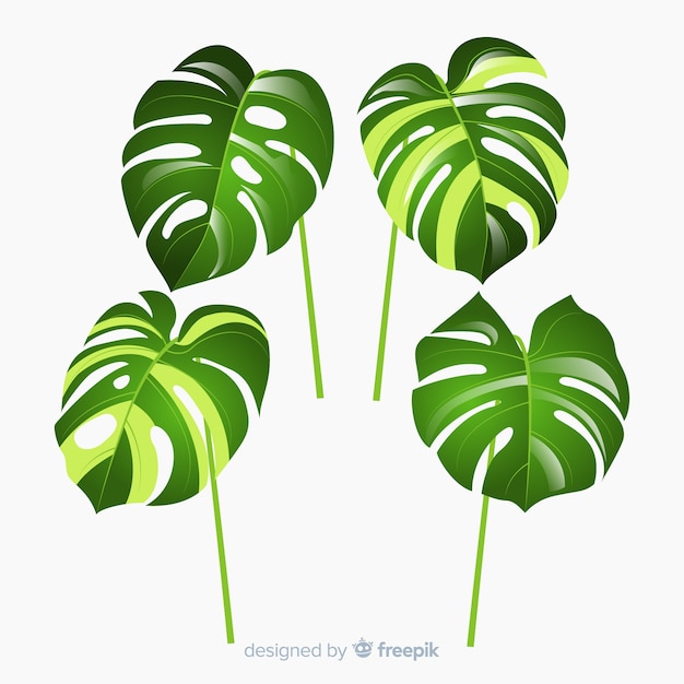 Hojas de monstera