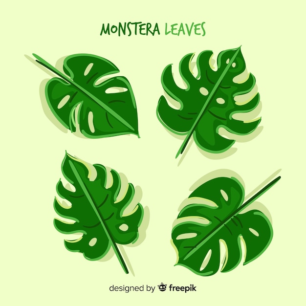 Hojas de monstera