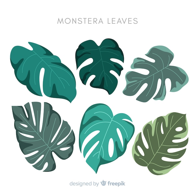 Hojas de monstera