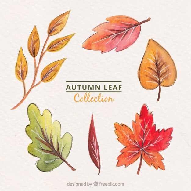 Hojas de otoño en acuarela