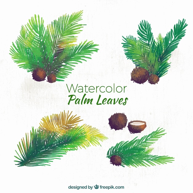 Vector gratuito hojas de palmeras y cocos de acuarela
