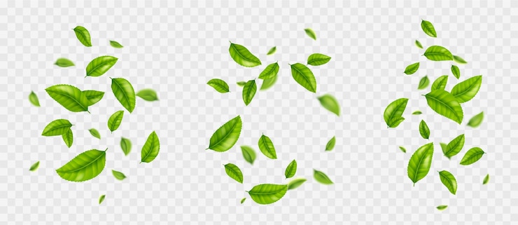 Vector gratuito las hojas de té que caen el follaje verde realista volando