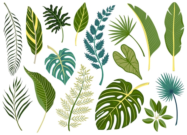 Hojas verdes de varias plantas tropicales y árboles planos conjunto aislado ilustración vectorial