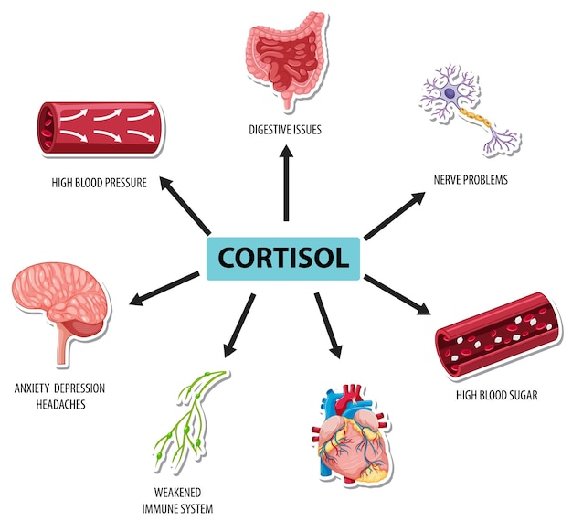 Hormona cortisol con diagrama de síntomas comunes