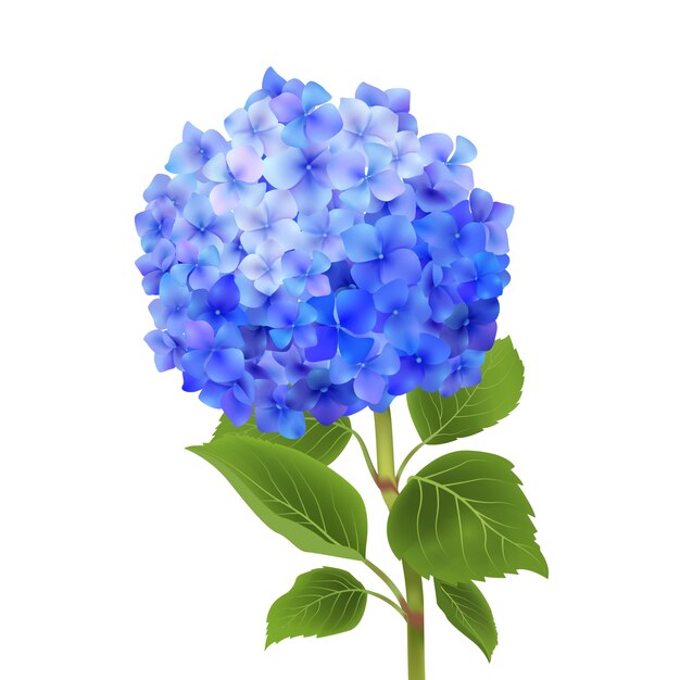 Hortensia azul aislado