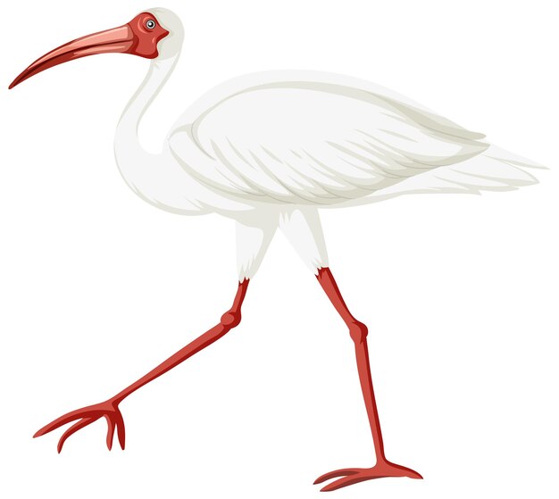 Ibis blanco americano aislado