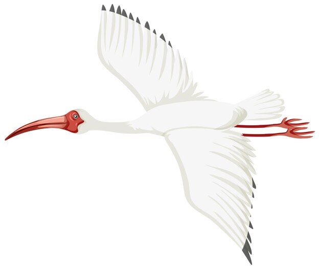 Ibis blanco americano aislado