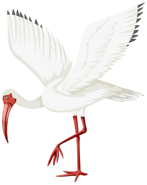 Ibis blanco americano aislado