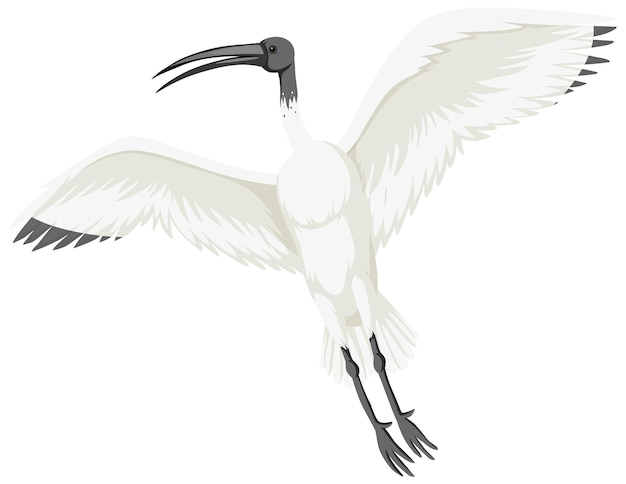 Vector gratuito ibis blanco australiano aislado