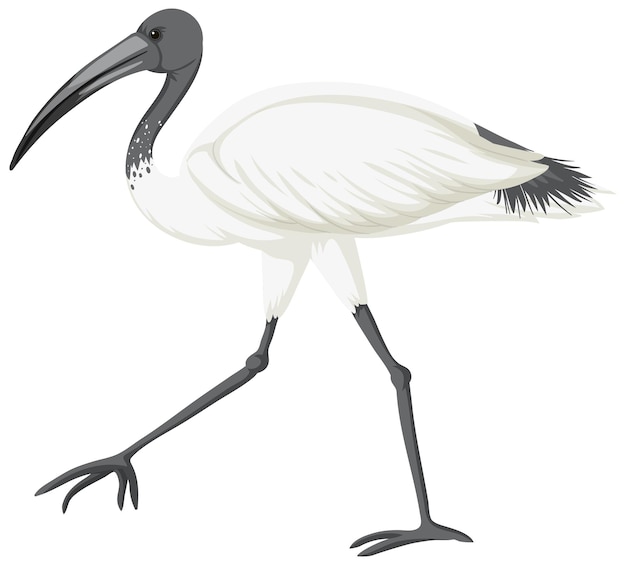 Vector gratuito ibis blanco australiano aislado