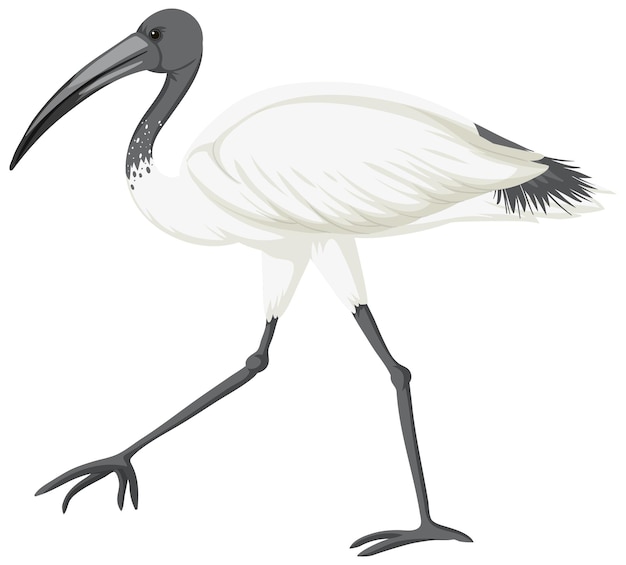 Ibis blanco australiano aislado