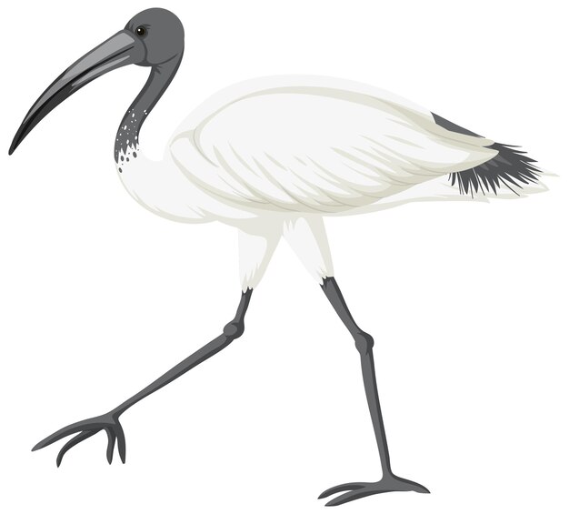 Ibis blanco australiano aislado