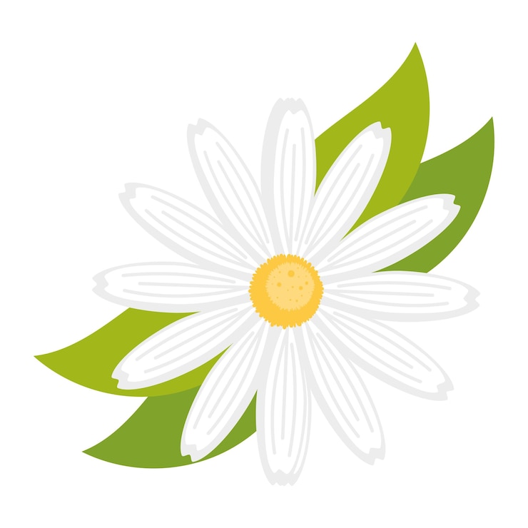 Vector gratuito icona de flor y hoja de margarita aislada