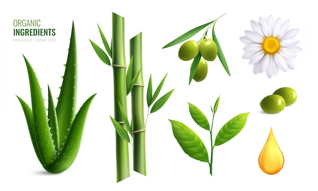 Vector gratuito icono de ingredientes cosméticos cosméticos orgánicos realistas con ilustración de vector de manzanilla de bambú de aceite de oliva de aloe